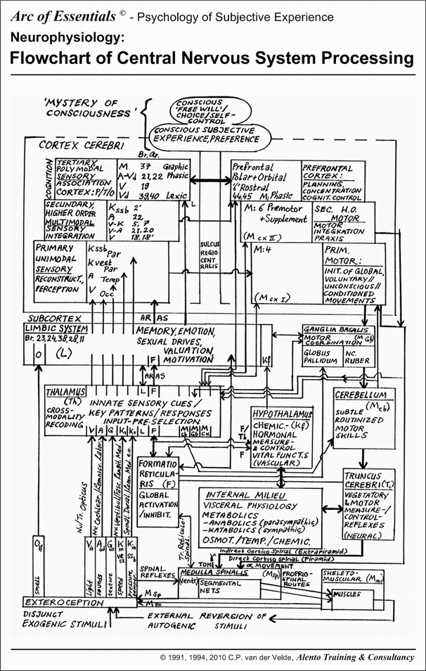 Human Information Processing: functioning of the
           Central Nervous System